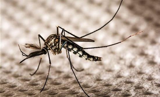Εκατομμύρια γενετικά τροποποιημένα κουνούπια για την καταπολέμηση του ιού Ζίκα